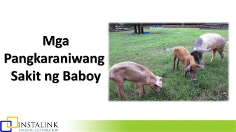 Mga Pangkaraniwang Sakit ng Baboy at Paano Maiiwasan .